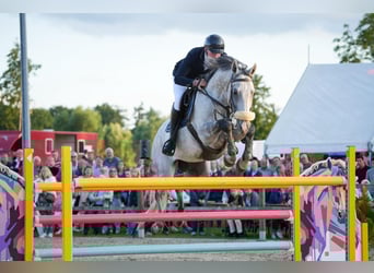 Zangersheider, Gelding, 8 years, 16,1 hh, Grey