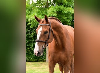 Zangersheider, Gelding, 8 years, 16,2 hh, Chestnut-Red