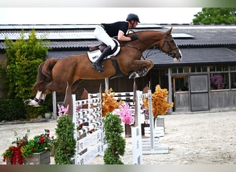 Zangersheider, Gelding, 8 years, 16,2 hh, Chestnut-Red