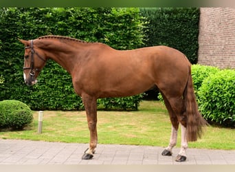 Zangersheider, Gelding, 8 years, 16,2 hh, Chestnut-Red