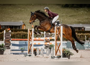 Zangersheider, Gelding, 8 years, 16,3 hh, Brown
