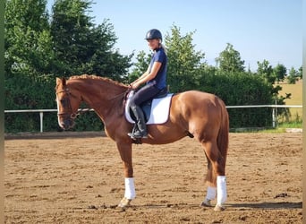 Zangersheider, Gelding, 8 years, 16,3 hh, Chestnut