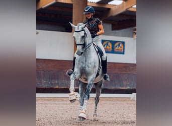 Zangersheider, Gelding, 8 years, 17.1 hh, Grey