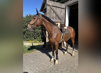 Zangersheider, Gelding, 8 years, 17.3 hh, Brown