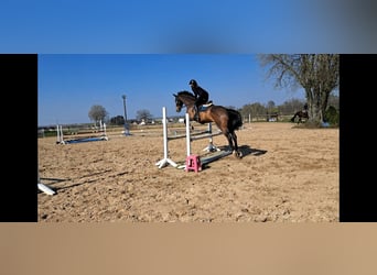 Zangersheider, Gelding, 8 years, 17 hh, Brown
