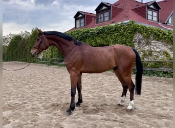 Zangersheider, Gelding, 8 years, 17 hh, Brown
