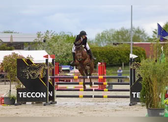 Zangersheider, Gelding, 8 years, 17 hh, Chestnut