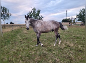 Zangersheider, Gelding, 8 years, 17 hh, Grey