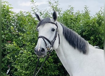 Zangersheider, Gelding, 8 years, 17 hh, Grey