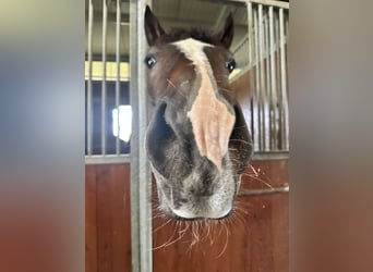 Zangersheider, Gelding, 8 years, 17,1 hh, Brown