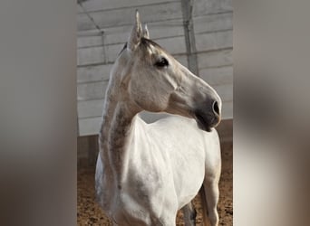 Zangersheider, Gelding, 8 years, 17,1 hh, Gray-Dapple