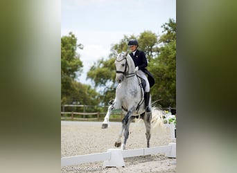 Zangersheider, Gelding, 8 years, 17,1 hh, Grey
