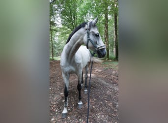 Zangersheider, Gelding, 9 years, 16.3 hh, Grey-Dapple