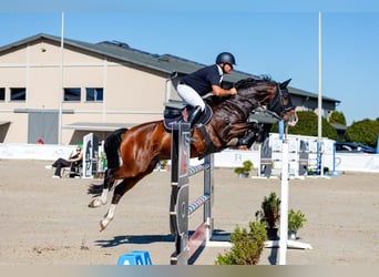 Zangersheider, Gelding, 9 years, 16 hh, Bay-Dark