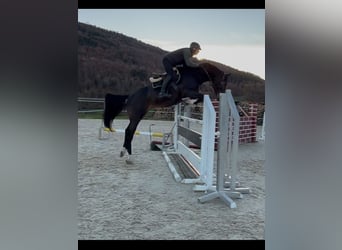 Zangersheider, Gelding, 9 years, 16,1 hh, Bay-Dark