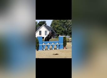 Zangersheider, Gelding, 9 years, 16,1 hh, Bay-Dark