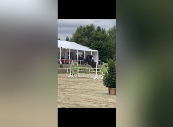 Zangersheider, Gelding, 9 years, 16,1 hh, Bay-Dark