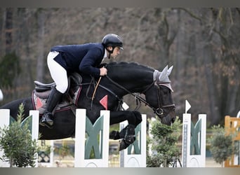 Zangersheider, Gelding, 9 years, 16,1 hh, Bay-Dark