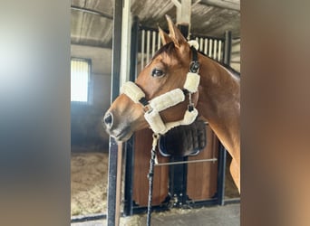 Zangersheider, Gelding, 9 years, 16,1 hh, Brown