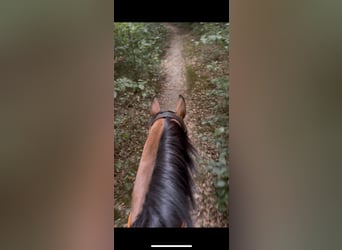 Zangersheider, Gelding, 9 years, 16,1 hh, Brown