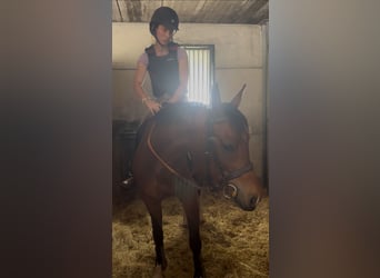 Zangersheider, Gelding, 9 years, 16,1 hh, Brown