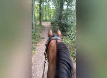 Zangersheider, Gelding, 9 years, 16,1 hh, Brown