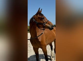 Zangersheider, Gelding, 9 years, 16,1 hh, Brown