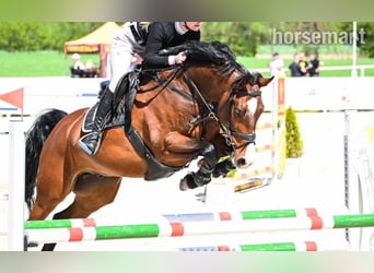 Zangersheider, Gelding, 9 years, 16,2 hh, Bay