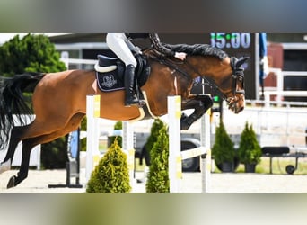 Zangersheider, Gelding, 9 years, 16,2 hh, Bay