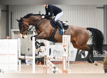 Zangersheider, Gelding, 9 years, 16,2 hh, Bay