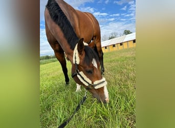 Zangersheider, Gelding, 9 years, 16,2 hh, Bay