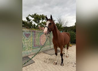 Zangersheider, Gelding, 9 years, 17.1 hh, Bay