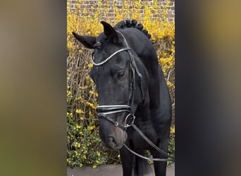 Zangersheider, Gelding, 9 years, 17.1 hh, Black