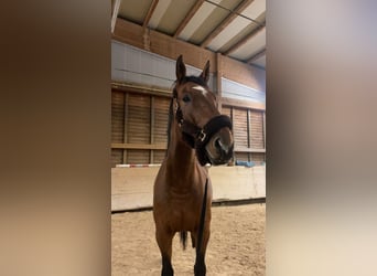 Zangersheider, Gelding, 9 years, 17,1 hh, Brown