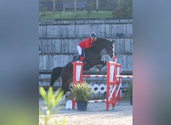 Zangersheider, Gelding, 9 years, 17.1 hh, Smoky-Black