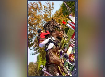 Zangersheider, Gelding, 9 years, 17.1 hh, Smoky-Black