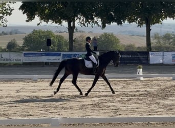 Zangersheider, Gelding, 9 years, 17 hh, Black