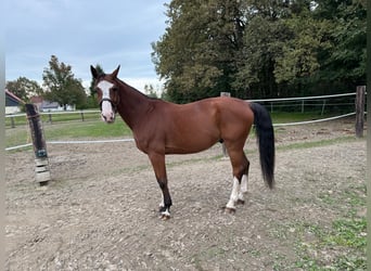 Zangersheider, Gelding, 9 years, 17,1 hh, Bay