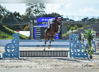 Zangersheider, Gelding, 9 years, 17,1 hh, Bay