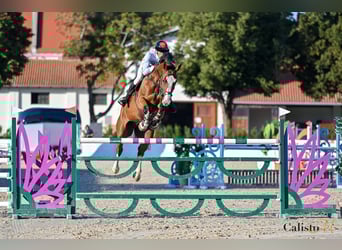 Zangersheider, Gelding, 9 years, 17,1 hh, Bay