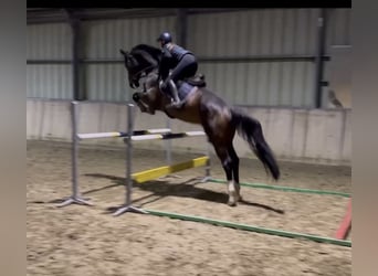 Zangersheider, Gelding, 9 years, 18 hh, Bay-Dark