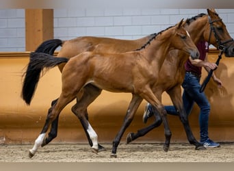 Zangersheider, Gelding, Foal (04/2023), Bay