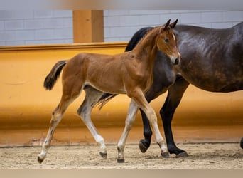 Zangersheider, Gelding, Foal (05/2023), Bay