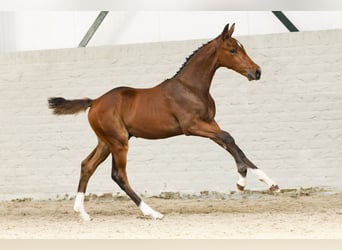 Zangersheider, Gelding, Foal (06/2025)
