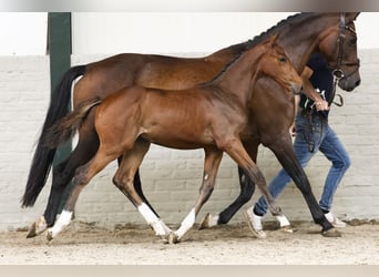Zangersheider, Gelding, Foal (06/2025)