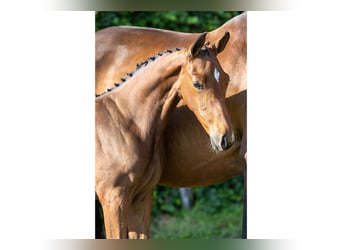 Zangersheider, Gelding, Foal (06/2025)