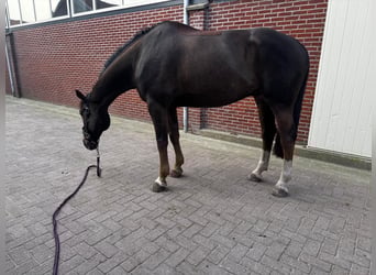 Zangersheider, Hengst, 10 Jahre, 135 cm, Fuchs