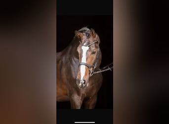 Zangersheider, Hengst, 12 Jahre, Schwarzbrauner