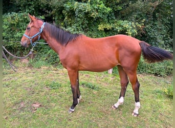 Zangersheider, Hengst, 1 Jahr, 148 cm, Brauner