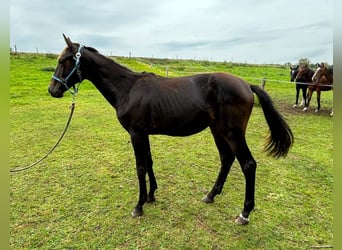 Zangersheider, Hengst, 1 Jahr, 149 cm, Schwarzbrauner